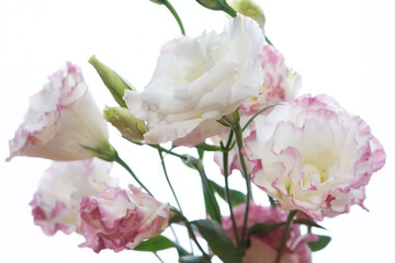 ピンク色のトルコキキョウの花