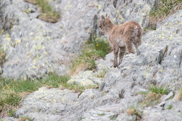 Naklejka na ściany i meble Isolated cub of Alpine ibex in spring season (Capra ibex)