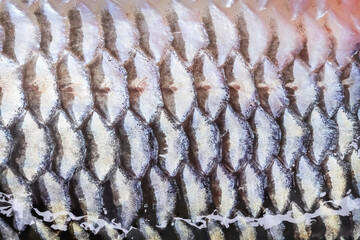 Close up fish scale texture of common silver carb with seamless patterns abstract background © Amphawan