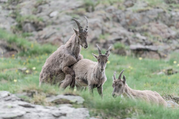 Naklejka na ściany i meble Mating between ibexes (Capra ibex)