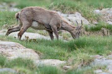Naklejka na ściany i meble Alpine ibex female at grazing (Capra ibex)