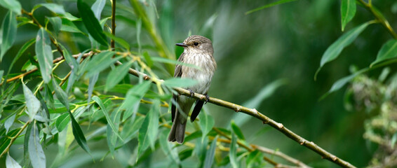 Spotted flycatcher // Grauschn&auml;pper (Muscicapa striata) 