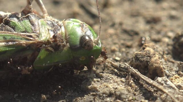 Insects ant colony attacked green grasshopper and drags it to its nest. Macro view in wildlife