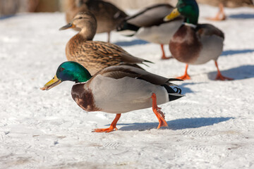 ducks on snow