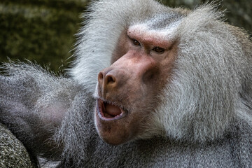 The hamadryas baboon, Papio hamadryas is a species of baboon