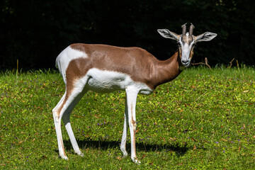 Dama gazelle, Gazella dama mhorr or mhorr gazelle is a species of gazelle