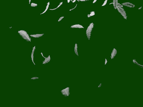 Group of white bird feathers falling down over green background. Easy style, can be used in flyers, banners, web. Light cute feathers design. 3D rendering © waichi2013th