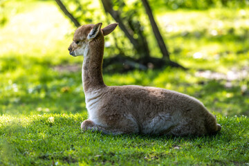 Vicunas, Vicugna Vicugna, relatives of the llama in a German park