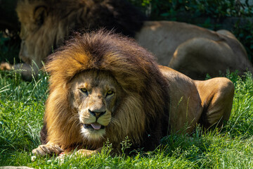 The lion, Panthera leo is one of the four big cats in the genus Panthera