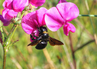 Violette Holzbiene, Xylocopa violacea