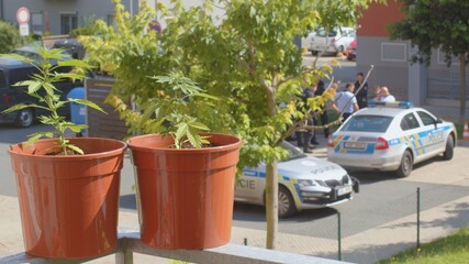 Fototapeta na wymiar Balcony plants in sunlight. A police crew in the background in bokeh. Patrolling houses, guarding citizens.