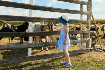 Rural landscape. A little girl stands at the gate of a fenced pasture with goats and sheep. © ROMAN DZIUBALO