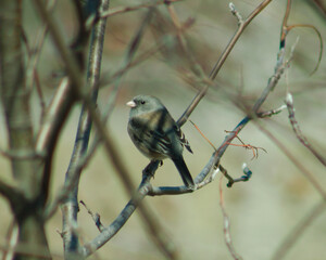 sparrow on a branch