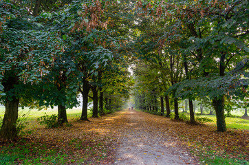 path in the park