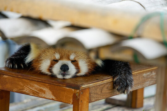 3 533 Best Red Panda Baby Images Stock Photos Vectors Adobe Stock 3 533 Best Red Panda Baby Images Stock Photos Vectors Adobe Stock
