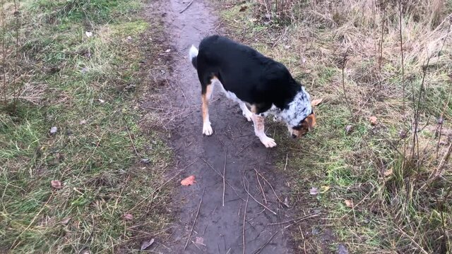 mixed breed dog running on an autumnal ground first time after surgery on broken  left shoulder-blade