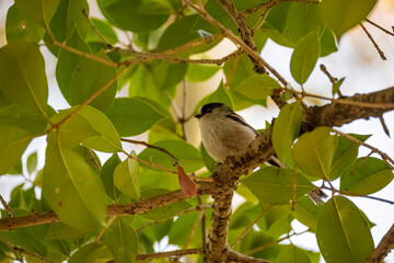 black backed shrike
