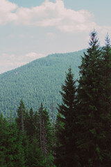 Fototapeta premium forest in the mountains
