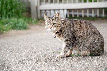 Obraz premium cat on the fence