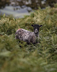 sheep in the field