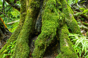 moss on tree