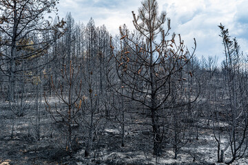 Remains of burnt trees after a forest fire