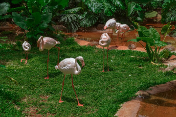 
Rose flamingos in Hainan China