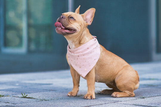 Sitting French Bulldog dog wearing pink bandanna around neck