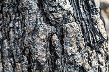 Close up of the burnt tree bark after a forest fire