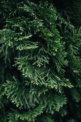 Bright green fresh coniferous plant growing in nature. Natural vertical background