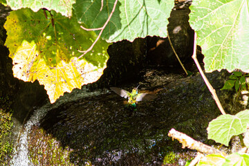 湧き水の流れの中で水浴びするハチドリの珍しいシーン