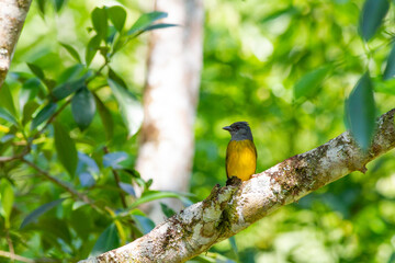 木の幹に止まって辺りを警戒するカンムリフウキンチョウ