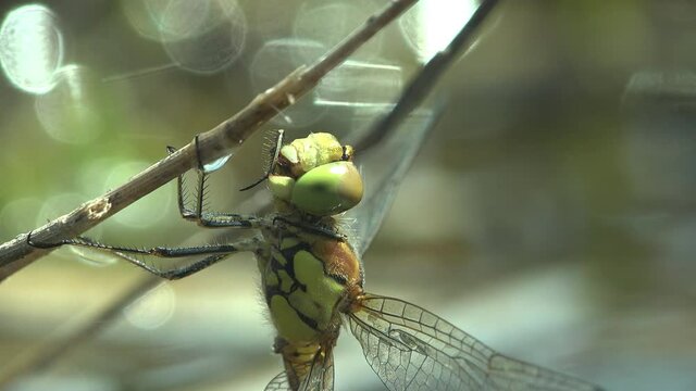 Portrait Dragonfly, dries and cleans after transformation birth, order Odonata, sitting on dry stem of grass of background green. View Macro insect in wildlife