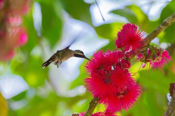 合歓の木の赤い花に蜜を吸いにやってきたバラエリフトオハチドリ