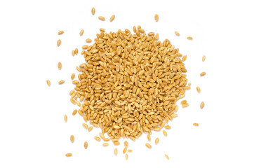 Group of dry organic wheat seed pile on white background.  For clean food ingredient or agricultural product concept