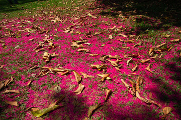 散り落ちたネムの花で真っ赤に色づいた地面