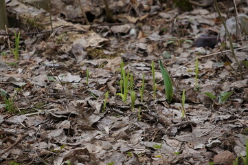 the first sprouts of spring
