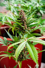 purple mature marijuana flowers before harvest in planting pot close up