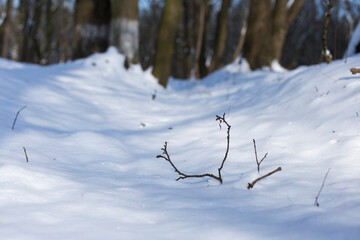 Snow in the park bright sunny happy winter day. There are shadows of trees on the snow.