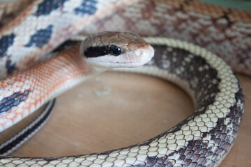 Fototapeta premium Close-up view of a Beauty rat snake Elaphe taeniura