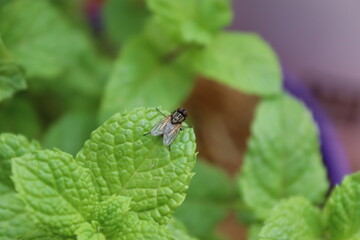 Peppermint from a pot on my terrace