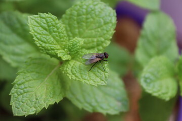 Peppermint from a pot on my terrace