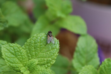 Peppermint from a pot on my terrace