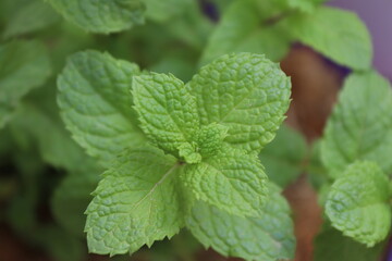 Peppermint from a pot on my terrace