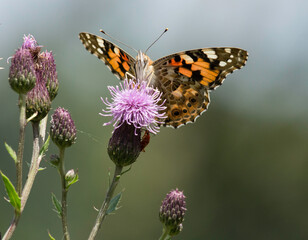 Distelfalter auf einer Distelblüte