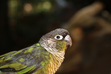 bird of prey