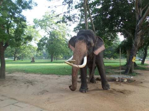 Photographs of elephants joining the procession at the Kataragama Devalaya G CAMERA PICTURES