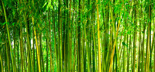 Bamboo thickets in the park, green background with tropical bamboo, web banner for site