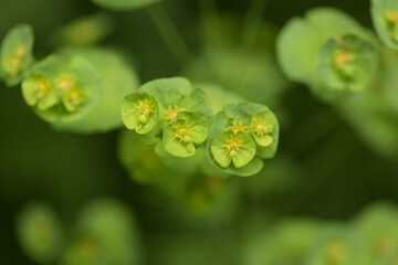 macrophotography of wood spurge in french mountain