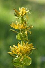 macrophotography of yellow gentian in french mountain